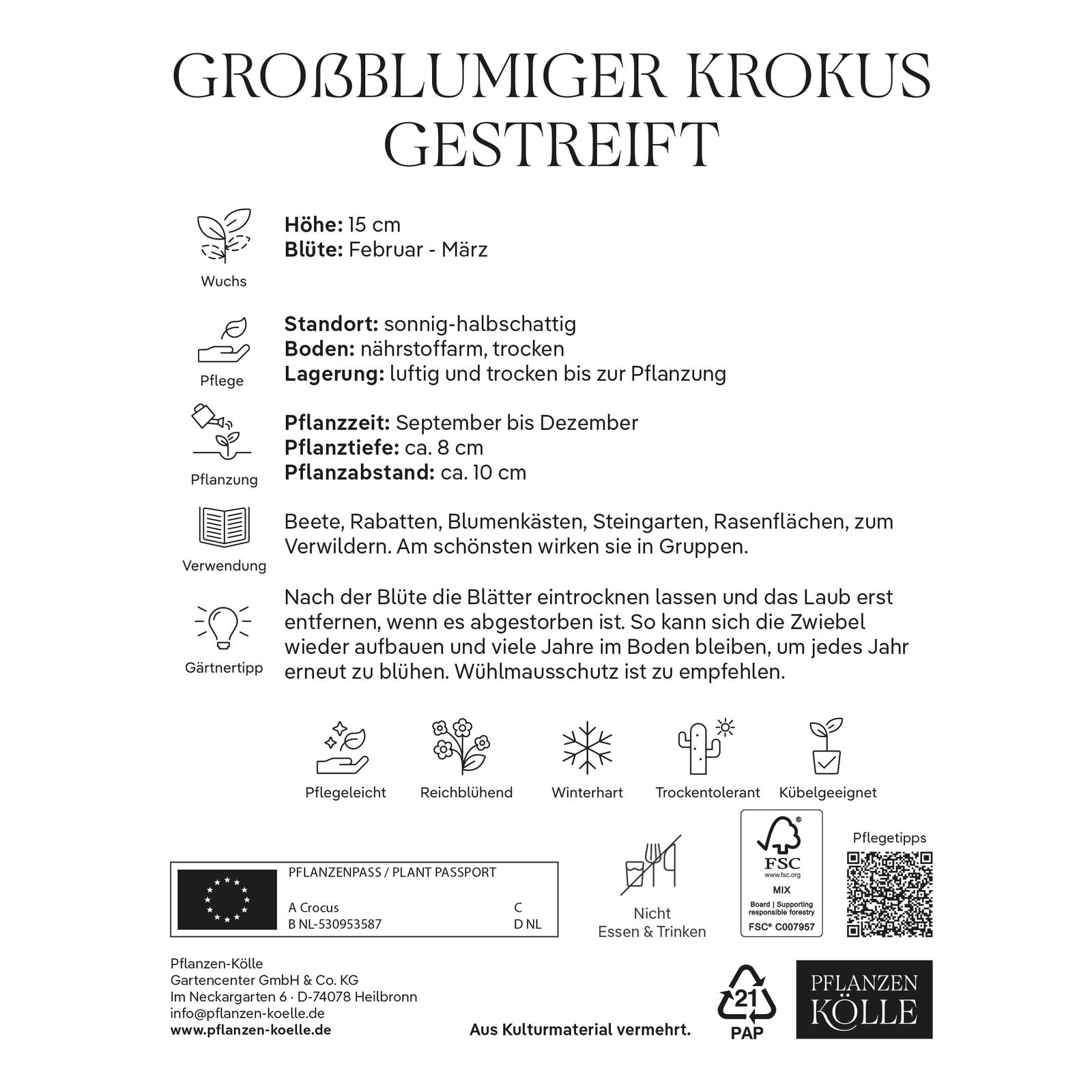 großblumige Krokusse gestreift, weiß-lila, 25 Blumenzwiebeln