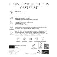 großblumige Krokusse gestreift, weiß-lila, 25 Blumenzwiebeln