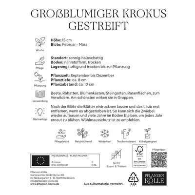 großblumige Krokusse gestreift, weiß-lila, 25 Blumenzwiebeln großblumige Krokusse gestreift, weiß-lila, 25 Blumenzwiebeln