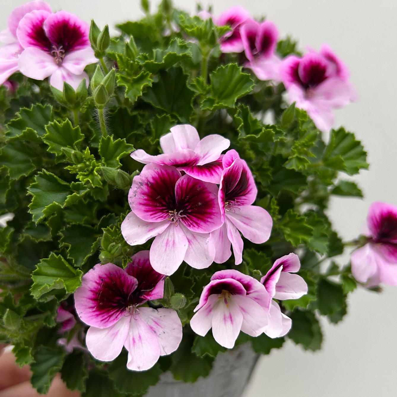 Geranie 'Angel® Indy®', rosa-pink, Topf-Ø 12 cm, 6 Pflanzen