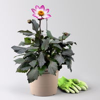 Dahlie 'Dahlegria® Pink', pink, Topf- Ø 21/22 cm