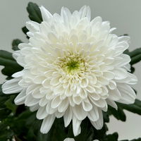 Chrysantheme 'Zembla Next White' weiß, großblumig, Topf-Ø 13 cm, 6er-Set