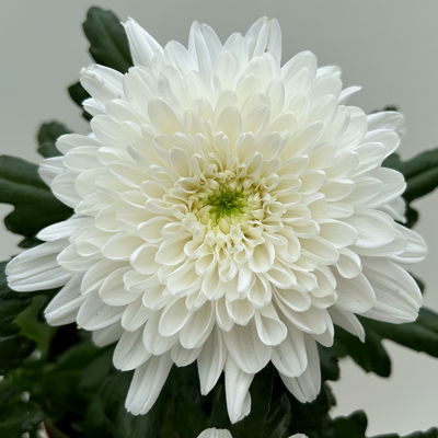 Chrysantheme 'Zembla Next White', weiß, großblumig, Topf-Ø 13 cm, 6 Pflanzen