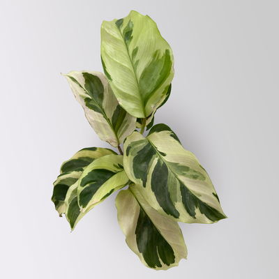 Calathea Mini Mix zufällig, Topf-Ø 7 cm, Höhe ca. 10-15 cm, 8 Pflanzen Calathea Mini Mix zufällig, Topf-Ø 7 cm, Höhe ca. 10-15 cm, 8 Pflanzen