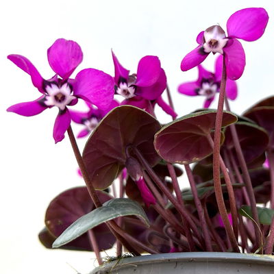 Frühlings-Alpenveilchen, lila, Topf-Ø 11 cm, 3 Pflanzen