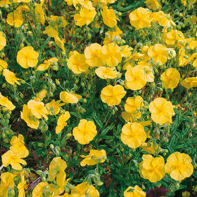 Sonnenröschen 'Golden Queen', gelb, Topf 9x9 cm, 3 Pflanzen Sonnenröschen 'Golden Queen', gelb, Topf 9x9 cm, 3 Pflanzen