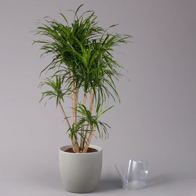 Drachenbaum 'Anita', verzweigt, Topf-Ø 27 cm, Höhe ca. 120 cm