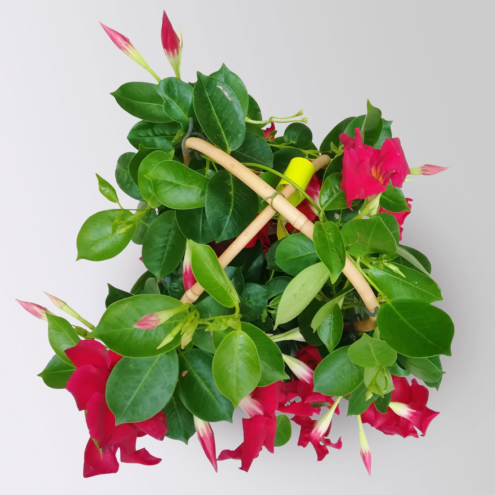Dipladenie rot, Doppelbogen, Topf-Ø 17 cm,  Höhe ca. 60 cm