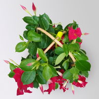 Dipladenie rot, Doppelbogen, Topf-Ø 17 cm,  Höhe ca. 60 cm
