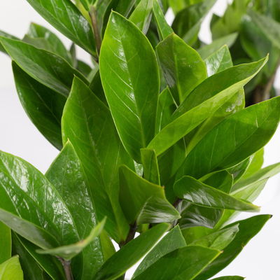 Glücksfeder inkl. Übertopf 'Dallas' weiß, Topf-Ø 12 cm