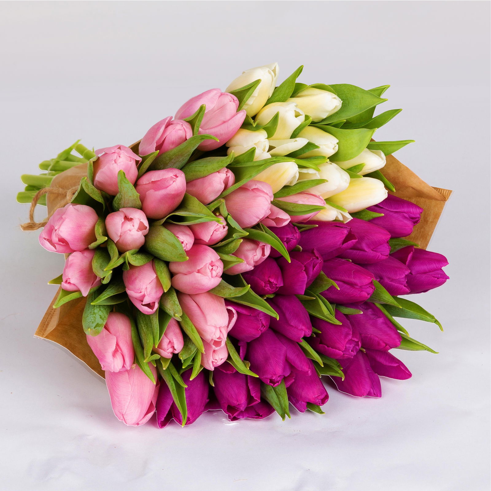 50 Tulpen, weiß, lila & rosa