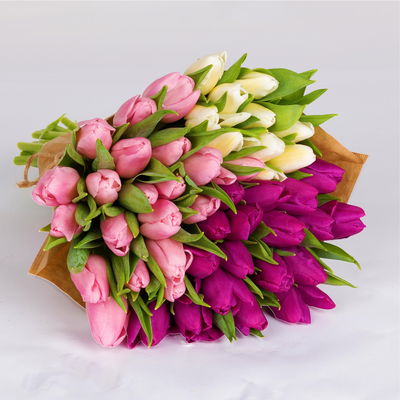 50 Tulpen, weiß, lila & rosa