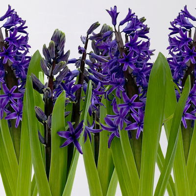 Hyazinthe, blau, vorgetrieben, Topf-Ø 9 cm, 9 Pflanzen Hyazinthe, blau, vorgetrieben, Topf-Ø 9 cm, 9 Pflanzen