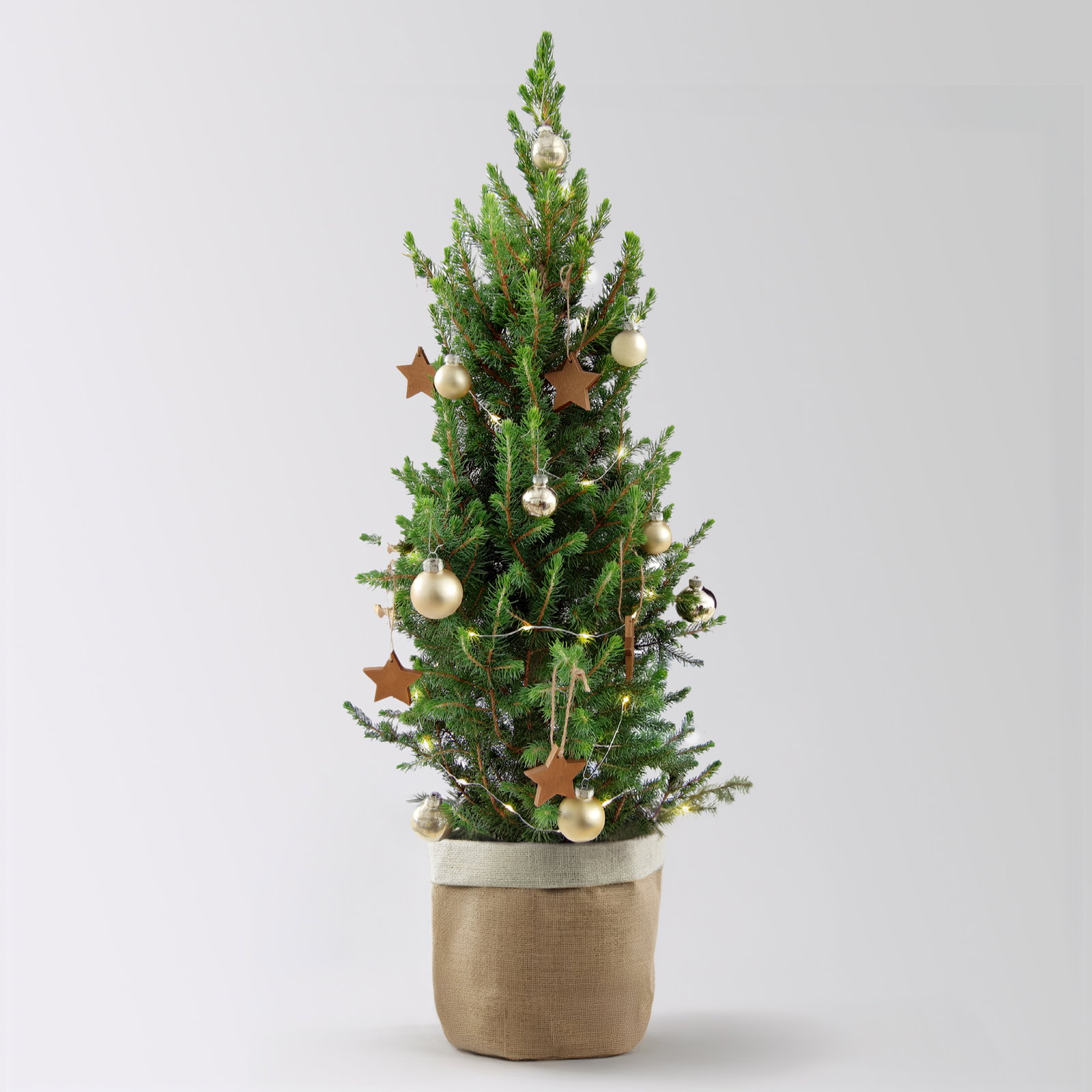 Weihnachtsbäumchen inkl. Deko, champagner-gold, Höhe ca. 50 cm, Topf-Ø 23 cm Weihnachtsbäumchen inkl. Deko, champagner-gold, Höhe ca. 50 cm, Topf-Ø 23 cm