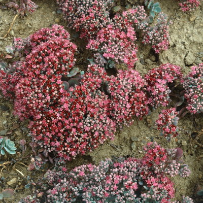 Sedum cauticolum 'Robustum' karminrot, Topf 9x9 cm, 3 Pflanzen Sedum cauticolum 'Robustum' karminrot, Topf 9x9 cm, 3 Pflanzen