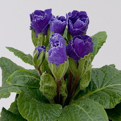 Primel 'Rosebud', Farben zufällig, crocusblütig, Topf-Ø 11 cm, 8 Pflanzen