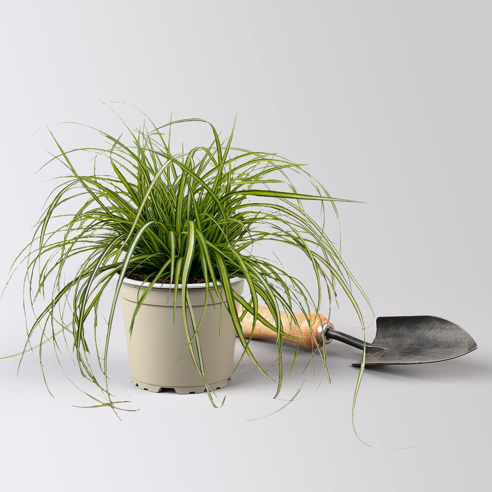 Bio Gartensegge 'Eversheen', gelb-grün, Topf-Ø 12 cm, 3 Pflanzen Bio Gartensegge 'Eversheen', gelb-grün, Topf-Ø 12 cm, 3 Pflanzen