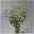 Kirschlorbeer 'Novita', 8er Set, 100 - 125 cm hoch, Topf 15 Liter