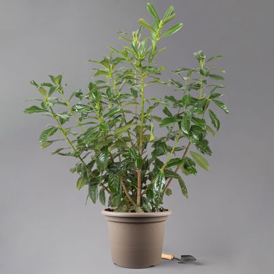 Kirschlorbeer 'Novita', 8er Set, 100 - 125 cm hoch, Topf 15 Liter