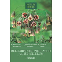 Allium Nectaroscordum Siculum (Zierlauch) creme/rosa, 10 Blumenzwiebeln Allium Nectaroscordum Siculum (Zierlauch) creme/rosa, 10 Blumenzwiebeln