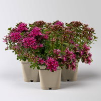Fetthenne 'Fuldaglut', dunkelrot, 9x9 cm Topf Fetthenne 'Fuldaglut', dunkelrot, 9x9 cm Topf