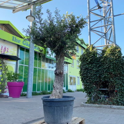 Olivenbaum, Stamm, Topf-Ø 60 cm, Höhe ca. 170 cm Olivenbaum, Stamm, Topf-Ø 60 cm, Höhe ca. 170 cm