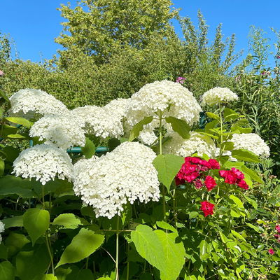 Schneeballhortensie 'Annabelle' 30/40 cm, im 5 l Topf Schneeballhortensie 'Annabelle' 30/40 cm, im 5 l Topf