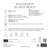 Bienenweide-Mischung Tulpe & Narzisse, gelb-kastanienbraun, 20 Blumenzwiebeln Bienenweide-Mischung Tulpe & Narzisse, gelb-kastanienbraun, 20 Blumenzwiebeln