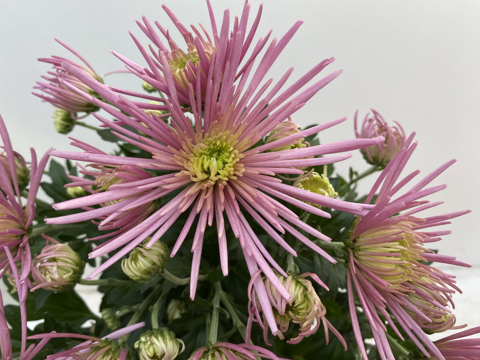 Chrysantheme 'Anansi Spider', pink, Topf-Ø 12 cm, 6 Pflanzen Chrysantheme 'Anansi Spider', pink, Topf-Ø 12 cm, 6 Pflanzen