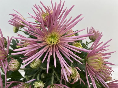 Chrysantheme 'Anansi Spider', pink, Topf-Ø 12 cm, 6 Pflanzen Chrysantheme 'Anansi Spider', pink, Topf-Ø 12 cm, 6 Pflanzen
