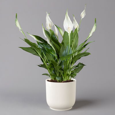 Einblatt 'Bellini' in Übertopf Vibes weiß, Topf-Ø 13 cm, Höhe ca. 30 cm Einblatt 'Bellini' in Übertopf Vibes weiß, Topf-Ø 13 cm, Höhe ca. 30 cm