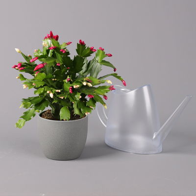 Weihnachtskaktus 'Duo', Farben zufällig , Topf-Ø 12 cm, 3 Pflanzen