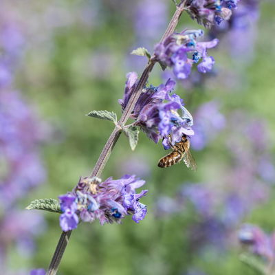 Katzenminze 'Walkers Low', blau, 3 Liter Topf Katzenminze 'Walkers Low', blau, 3 Liter Topf