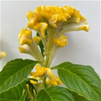 Celosia 'Hot Topic Yellow' gelb, Topf-Ø 12 cm, 6er-Set