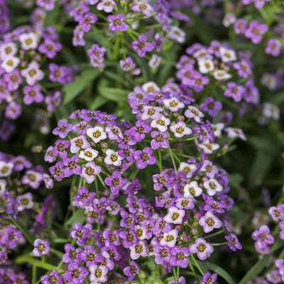 Lobularia rosa-lila, Topf-Ø 12 cm, 6er-Set