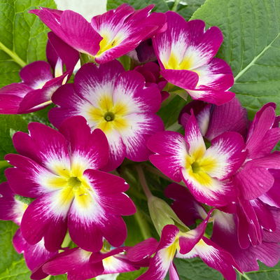 Primel 'Starflame', Farben zufällig, geflammt, Topf-Ø 11 cm, 8 Pflanzen