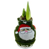 Gewachste XL-Amaryllis- Zwiebel, rote Blüte, mit Strickmütze 'Weihnachtsmann'