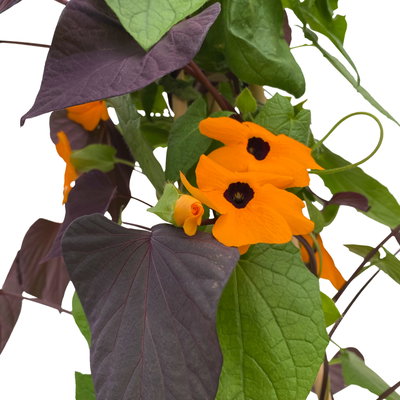 Thunbergia-Zier-Süßkartoffel Pyramide, orange, Topf-Ø 19 cm, Höhe ca. 90 cm