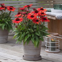 Sonnenhut 'Vintage Orange', orange, 3 Liter Topf