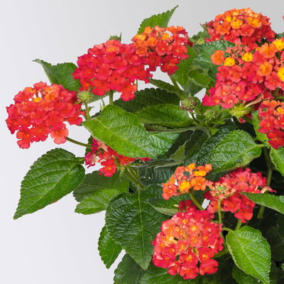 Wandelröschen, rot, Topf-Ø 12 cm, 6 Pflanzen