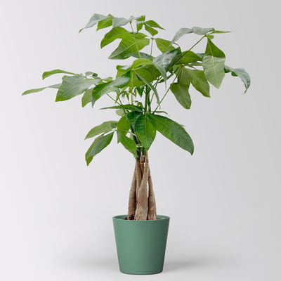 Glückskastanie, inkl. Keramiktopf Dallas seegrün, Topf-Ø 12 cm