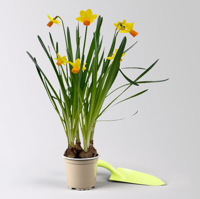 Narzisse 'Jetfire' gelb-orange, vorgetrieben, Topf-Ø 10 cm, 6 Pflanzen