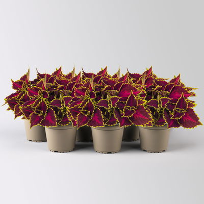 Buntnessel 'Hollywood Boulevard', dunkelrot-pink-grün, Topf-Ø 12 cm, 6 Pflanzen