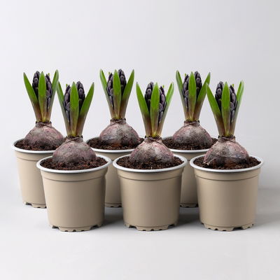 Hyazinthe blau, vorgetrieben, Topf-Ø 9 cm, 6 Pflanzen