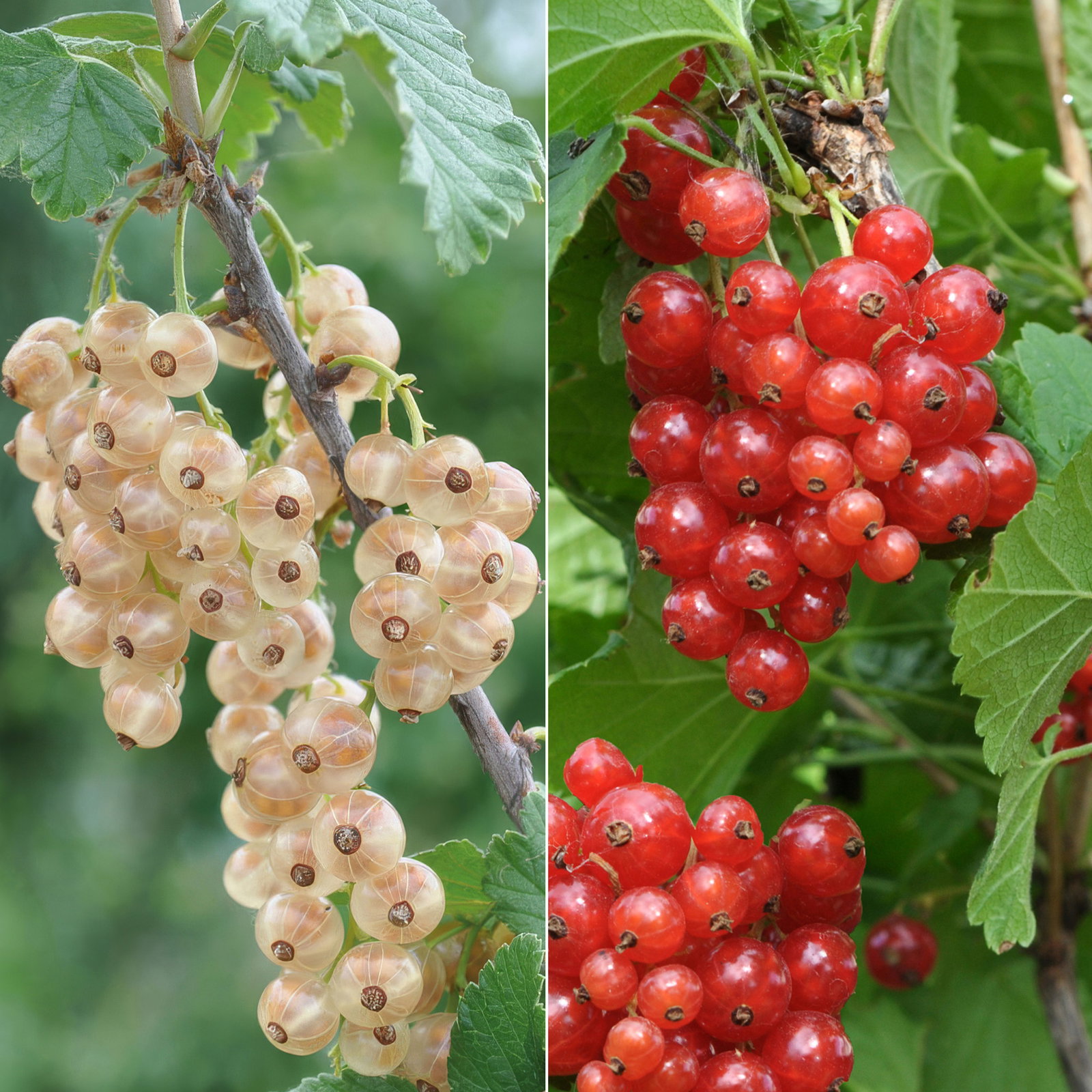 Johannisbeeren 'Rot/Weiss', 4er-Set, Topf je 2 Liter