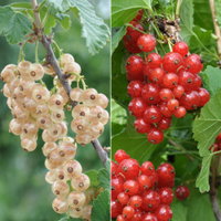 Johannisbeeren 'Rot/Weiss', 4er-Set, Topf je 2 Liter