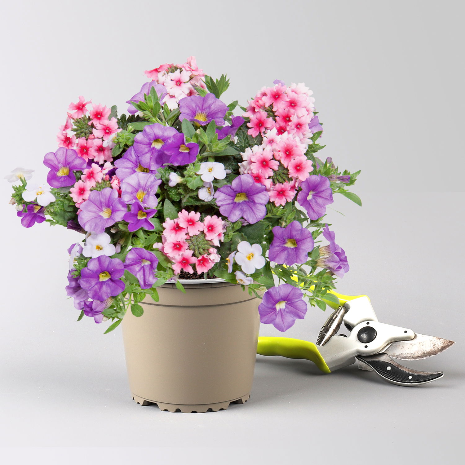 Sommerblumen-Mix, nach Verfügbarkeit, Topf-Ø 13 cm, 3 Pflanzen