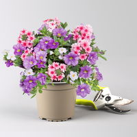 Sommerblumen-Mix, nach Verfügbarkeit, Topf-Ø 13 cm, 3 Pflanzen