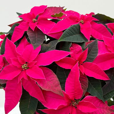 Bio Herbsttern, Euphorbia 'Princettia®', dunkelrosa, Topf-Ø 17 cm