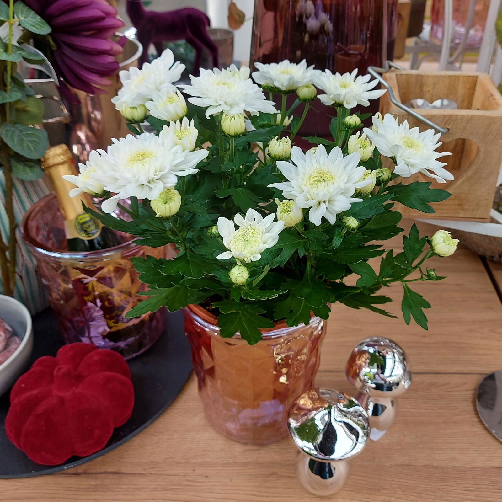 Chrysanthemen 'Chrysanne® Grandezza White', weiß, Topf-Ø 13 cm, 6er-Set